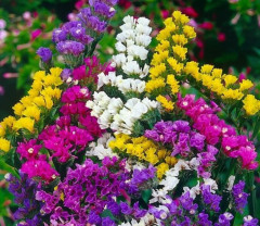 Семена статицы «Летнее настроение смесь сортов» - Фото 3