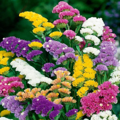 Семена статицы «Летнее настроение смесь сортов» - Фото 4