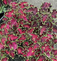 Семена колеуса «Колоча F1 роуз» - Фото 1