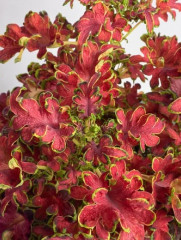 Семена колеуса «Колоча F1 роуз» - Фото 2