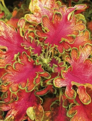 Семена колеуса «Колоча F1 роуз» - Фото 3