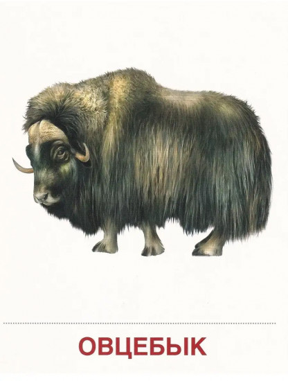 Животные холодных широт. 16 демонстрационных картинок с текстом