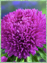 Семена «Астра Гигант виолет» - Фото 1