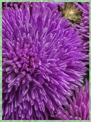 Семена «Астра Гигант виолет» - Фото 4