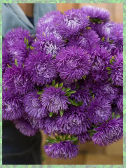 Семена «Астра Гигант виолет» - Фото 5