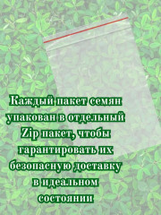 Семена «Астра Гигант виолет» - Фото 6