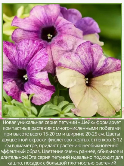 Семена «Петуния Шейк Блуберри F1»