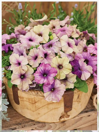 Семена «Петуния Шейк Блуберри F1»