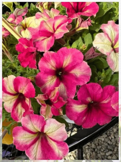 Семена «Петуния Шейк Распберри F1»