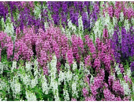 Ангелония узколистная, смесь сортов «Серенита F1»