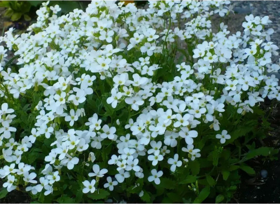 Арабис альпийский «Белоснежный»