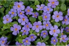 Бакопа раскидистая «Лавина голубая дымка» - Фото 2