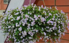 Бакопа раскидистая «Лавина голубая дымка» - Фото 3