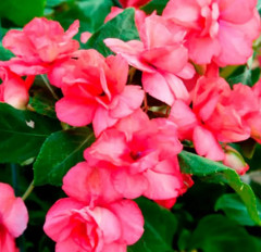 Бальзамин Уоллера «Афина F1 коралловый махровый» - Фото 1