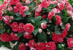 Бальзамин Уоллера «Афина F1 коралловый махровый» - Фото 2