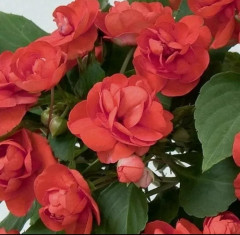 Бальзамин Уоллера «Афина F1 коралловый махровый» - Фото 3