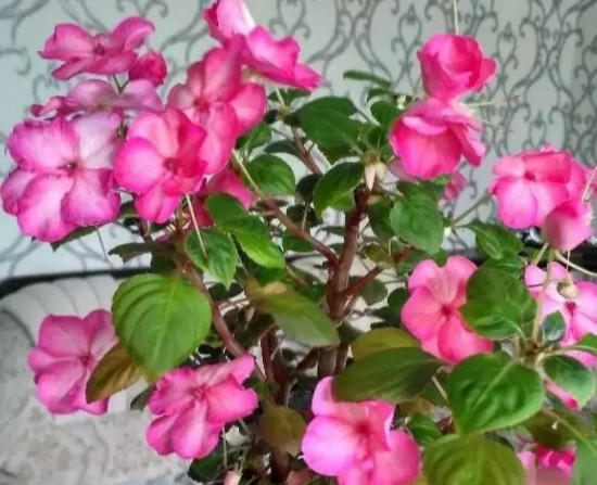 Бальзамин Уоллера «Баланс F1 роуз пикоти»