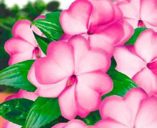 Бальзамин Уоллера «Баланс F1 роуз пикоти»