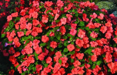 Бальзамин Уоллера «Баланс F1 сэлмон» - Фото 1