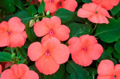 Бальзамин Уоллера «Баланс F1 сэлмон» - Фото 2