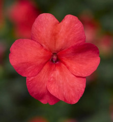 Бальзамин Уоллера «Баланс F1 сэлмон» - Фото 3