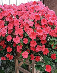 Бальзамин Уоллера «Баланс F1 сэлмон» - Фото 4