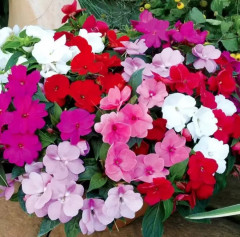 Бальзамин Уоллера, смесь сортов «Парад F2» - Фото 1