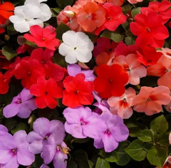 Бальзамин Уоллера, смесь сортов «Парад F2» - Фото 2