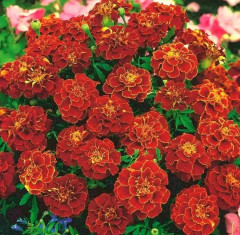 Семена бархатцев «Бронзовые анемоны махровые» - Фото 1