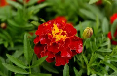 Семена бархатцев «Бронзовые анемоны махровые» - Фото 4