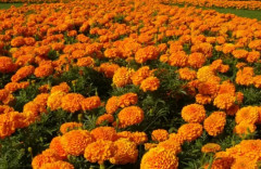 Семена бархатцев прямостоячих «Гавайи» - Фото 1