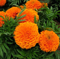 Семена бархатцев прямостоячих «Гавайи» - Фото 2