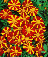 Бархатцы отклоненные «Джолли Джестер» - Фото 1