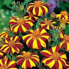 Бархатцы отклоненные «Джолли Джестер» - Фото 2