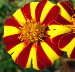 Бархатцы отклоненные «Джолли Джестер» - Фото 3