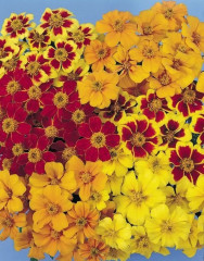 Семена бархатцев отклоненных, смесь сортов «Диско» - Фото 3