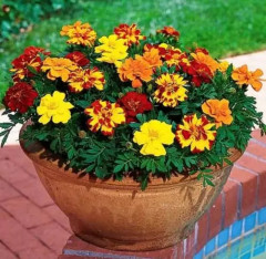 Семена бархатцев отклоненных, смесь сортов «Диско» - Фото 4