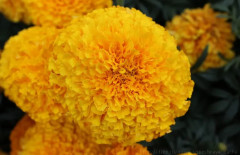 Семена бархатцев прямостоячих «Золотой ёжик» - Фото 1