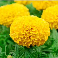 Семена бархатцев прямостоячих «Золотой ёжик» - Фото 3