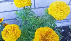 Семена бархатцев прямостоячих «Золотой ёжик» - Фото 4