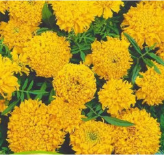 Семена бархатцев прямостоячих «Купид лимонные» - Фото 1