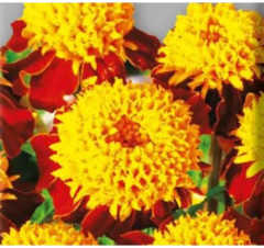 Семена бархатцев отклоненных «Махровый кулон» - Фото 1