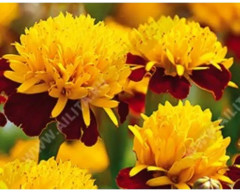 Семена бархатцев отклоненных «Махровый кулон» - Фото 2