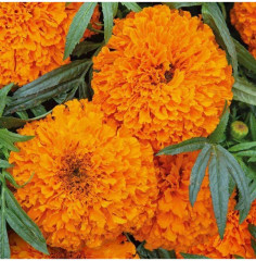 Семена бархатцев прямостоячих «Оранжевый рыцарь» - Фото 3