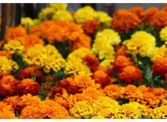Семена бархатцев отклоненных, смесь сортов «Супер хироу макси» - Фото 2
