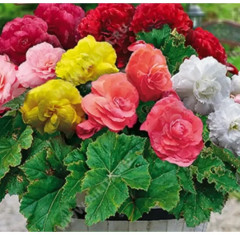 Семена бегонии клубневой, смесь сортов «Фортун F1 квик энд компакт» - Фото 1