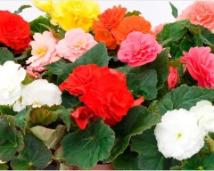 Семена бегонии клубневой, смесь сортов «Фортун F1 квик энд компакт» - Фото 3