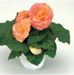 Бегония клубневая «Фортун F1 сэлмон биколор» - Фото 4