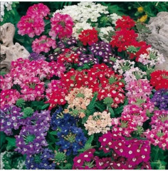 Вербена гибридная, смесь сортов «Городской романс» - Фото 1