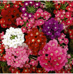 Вербена гибридная, смесь сортов «Городской романс» - Фото 2